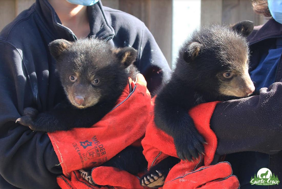 Premier examen médical des 2 oursonnes nées en 2022.