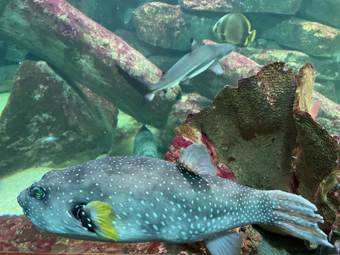Plongez dans un monde incroyable à l’Aquarium d’Amnéville