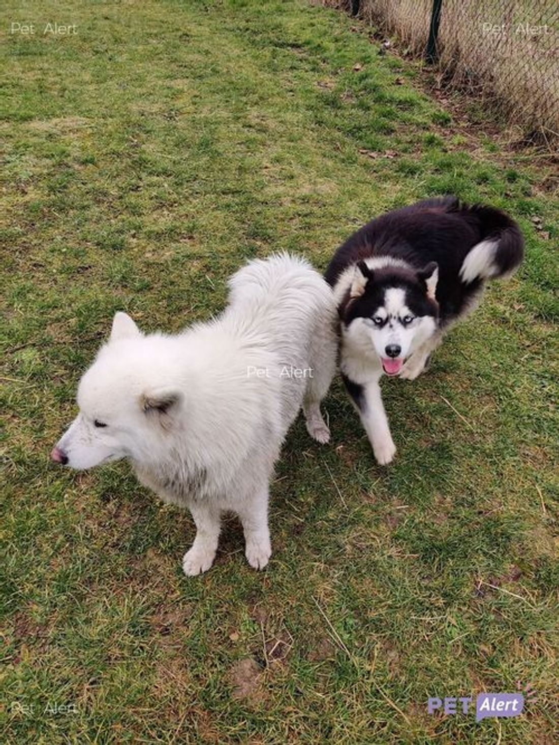 Pet Alert