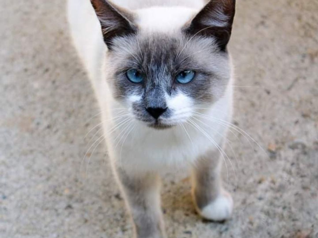 Urgence Animal Avec L Arpa 47 A Boe Sultan Chat Siamois De 8 Mois Recherche Une Famille 47 Fm