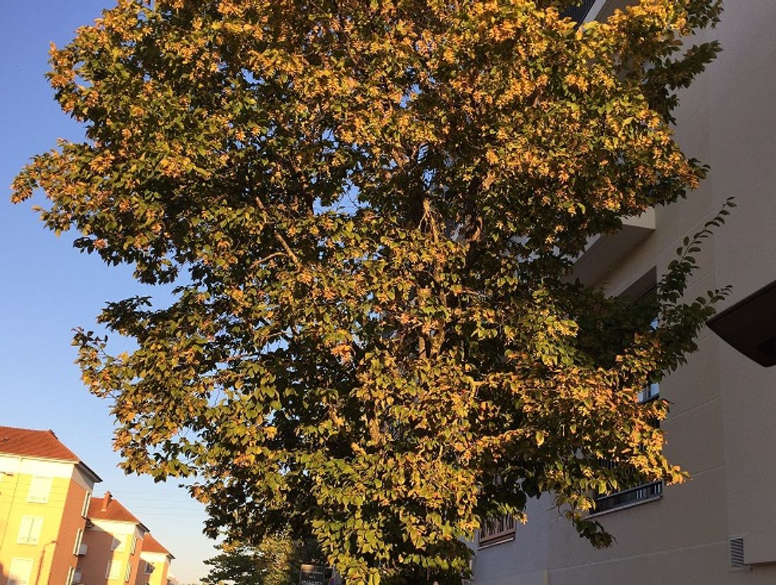 La ville de Dijon a procédé à l'inspection du patrimoine arboré de ses écoles