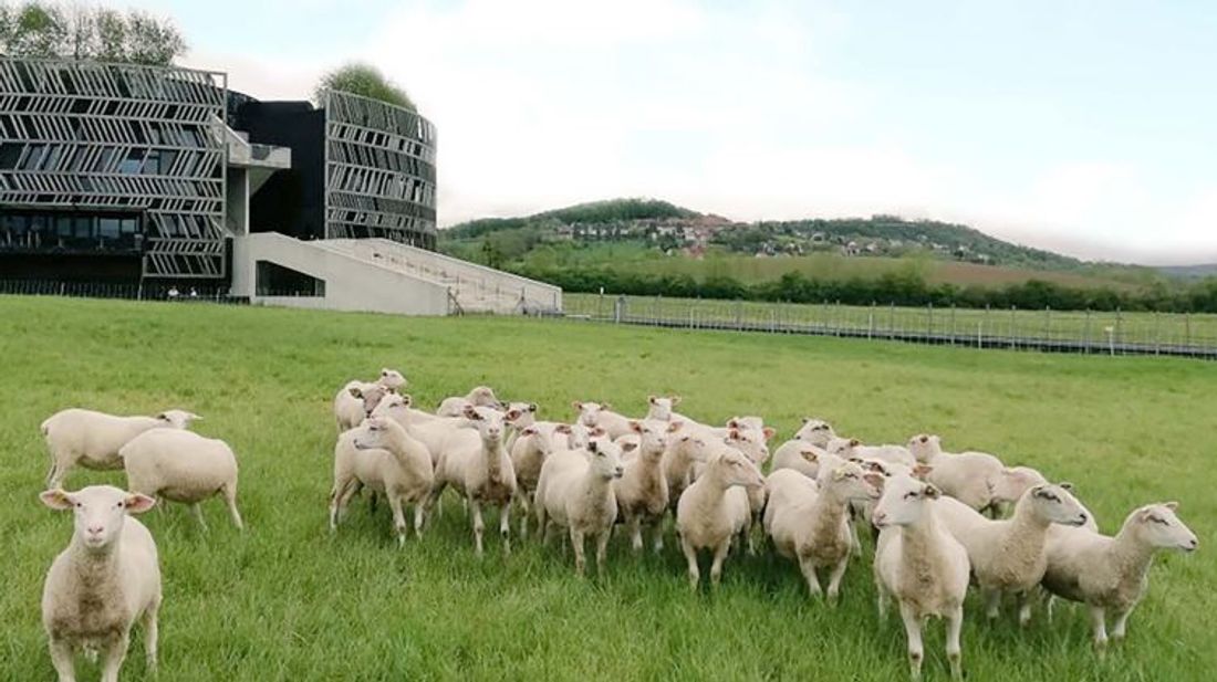 Le MuséoParc et ses moutons vous attendent à partir de mercredi