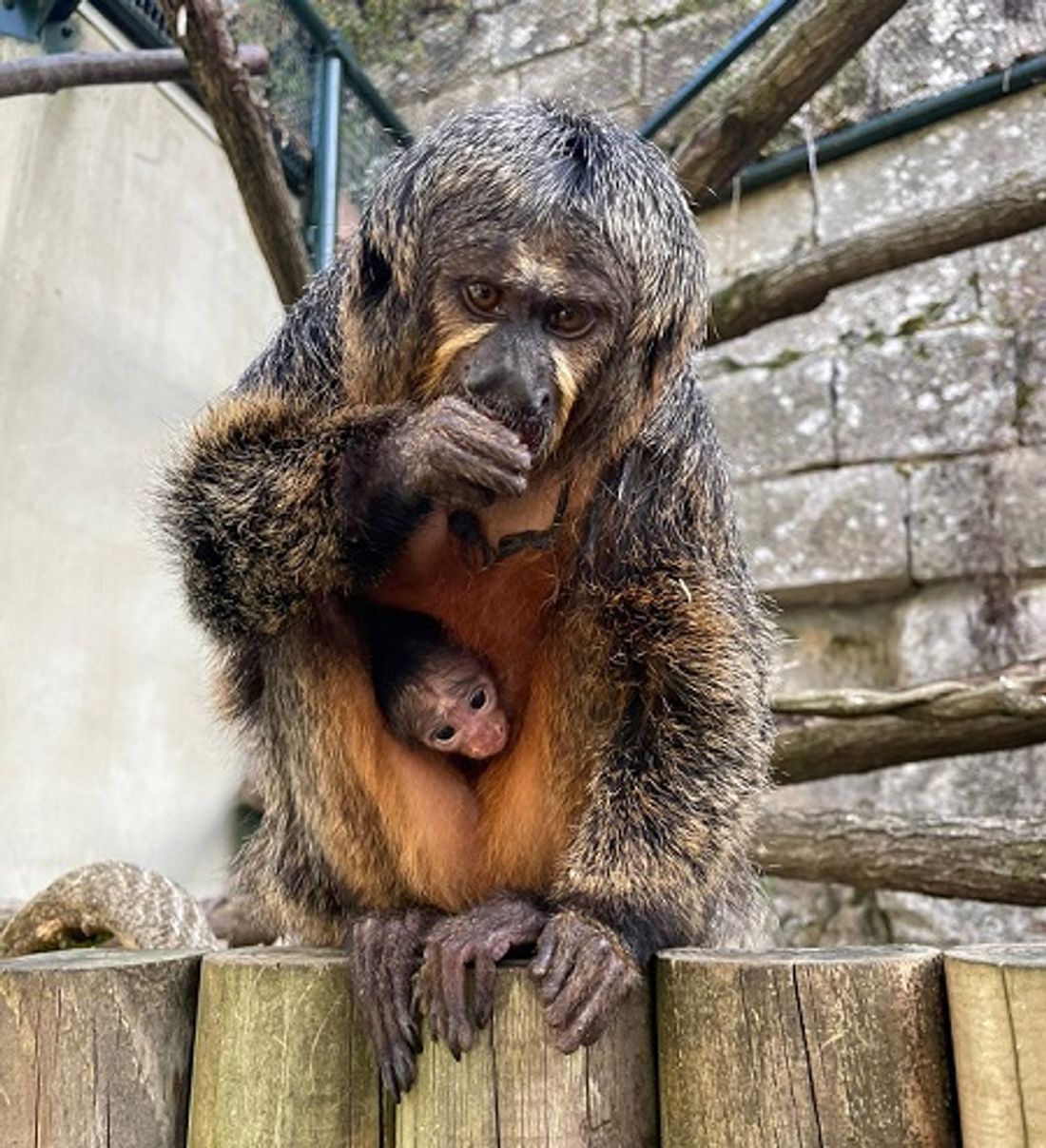 Le petit animal est né il y a quelques jours au jardin zoologique du muséum de Besançon 