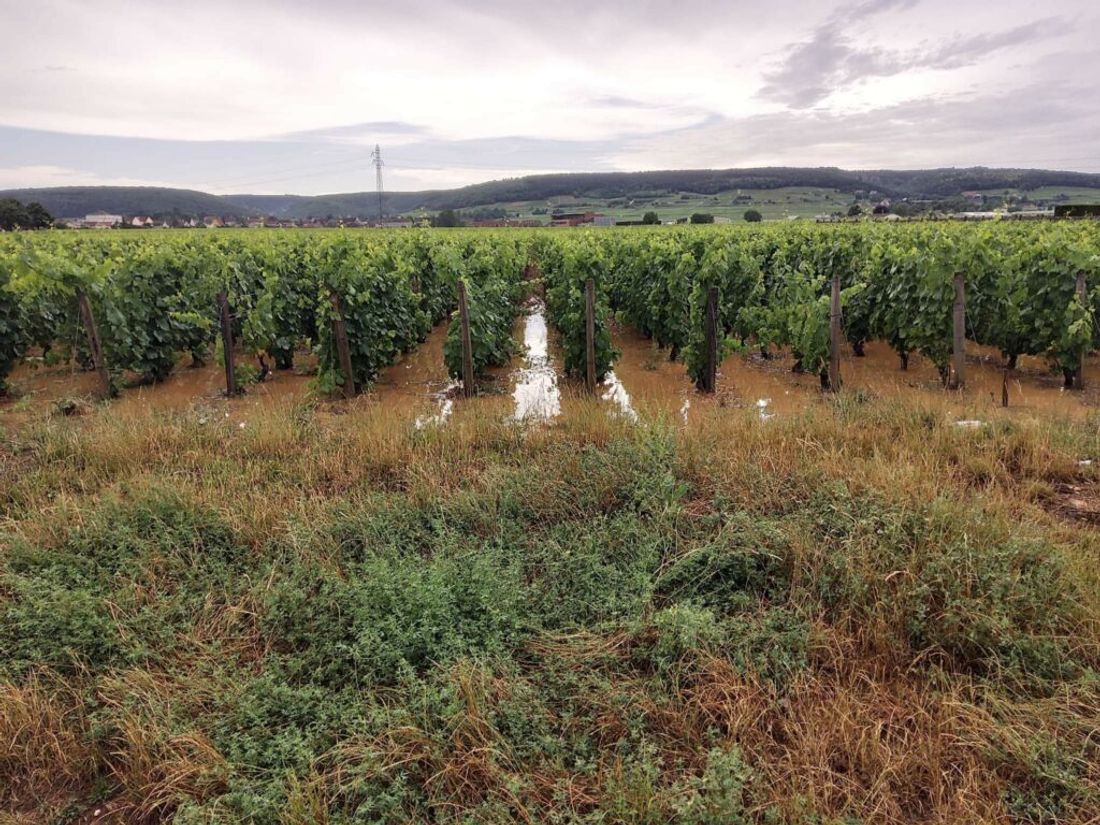 De grandes mares de boue se formées dans les vignes après les orages de la semaine dernière 