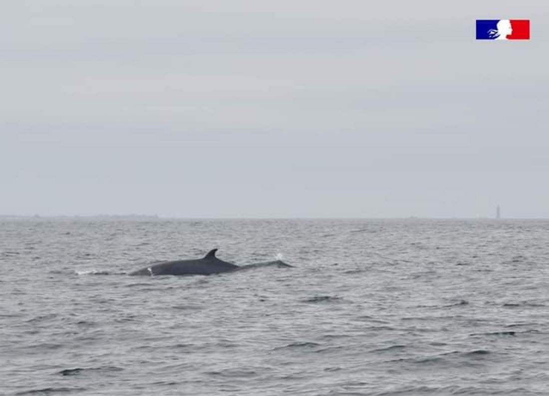 Des baleines à bosse et des rorquals ont été observés par le parc naturel marin d'Iroise