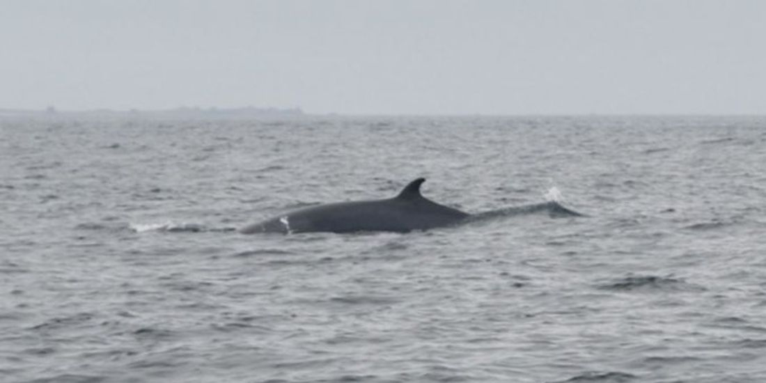 une baleine à bosses et deux rorquals observés au large des côtes bretonnes 