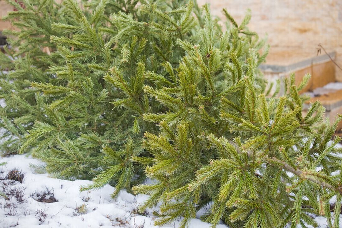 SApin de noel