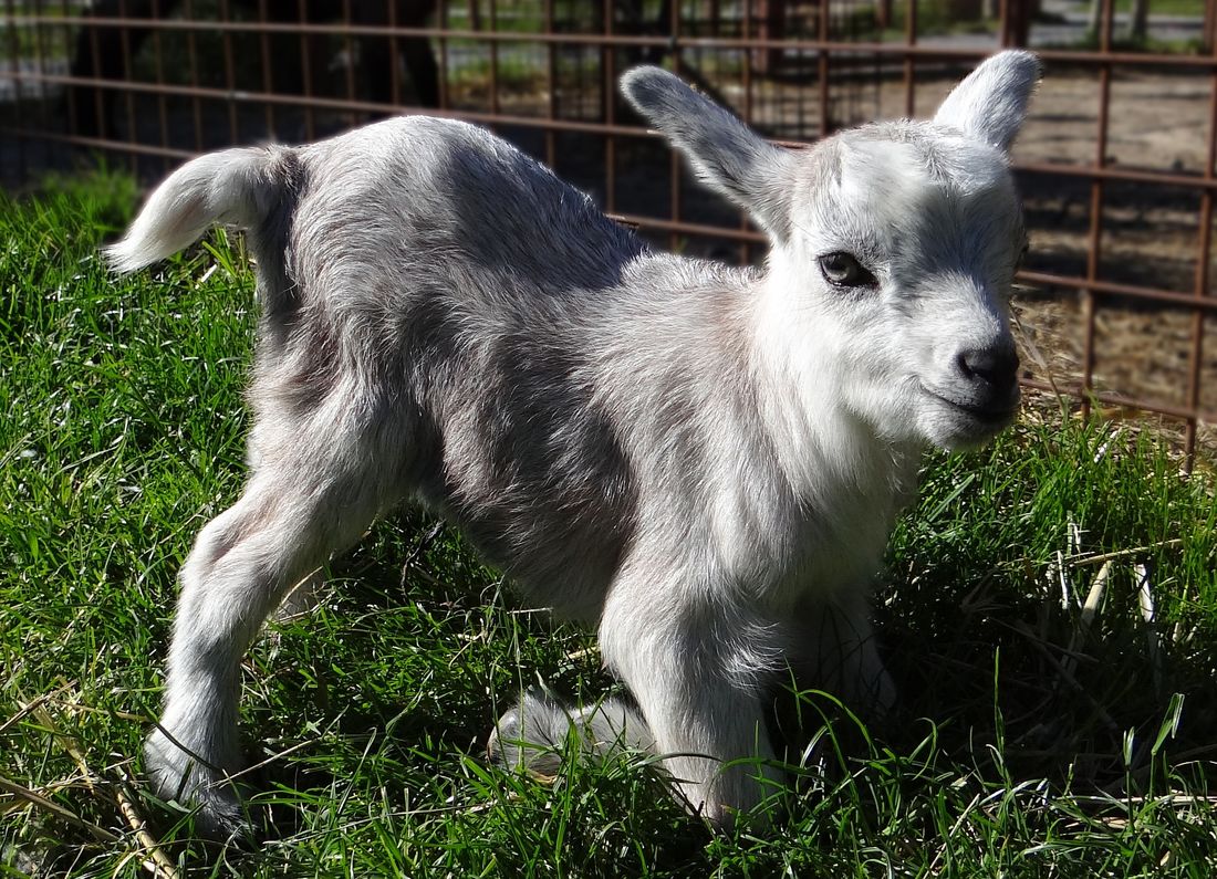 chevreau