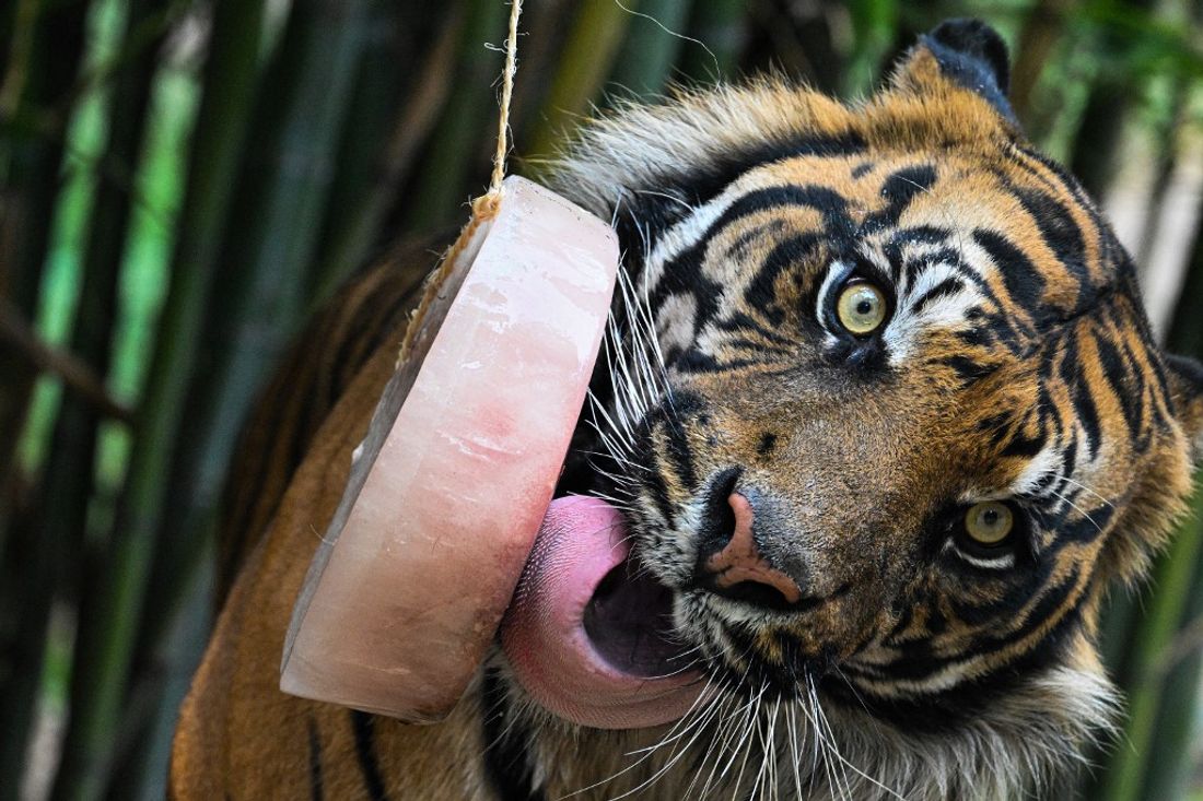 De la glace pour les tigres du Zoo de Rome en temps de canicule.