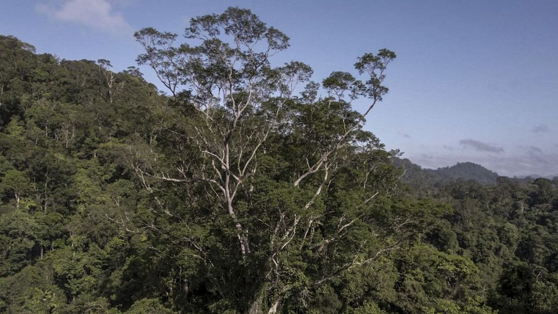Le plus grand arbre de l'Amazonie, une mine d'or pour les scientifiques.