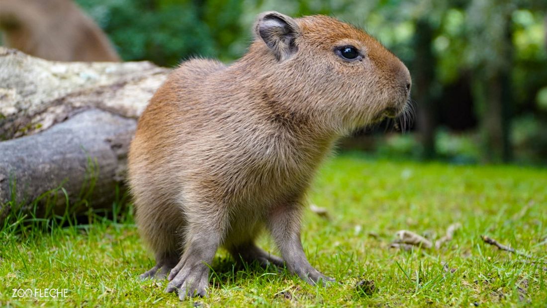 Les bébés capybaras mesurent entre 10 et 15 centimètres, et pèsent 500 grammes à la naissance. 