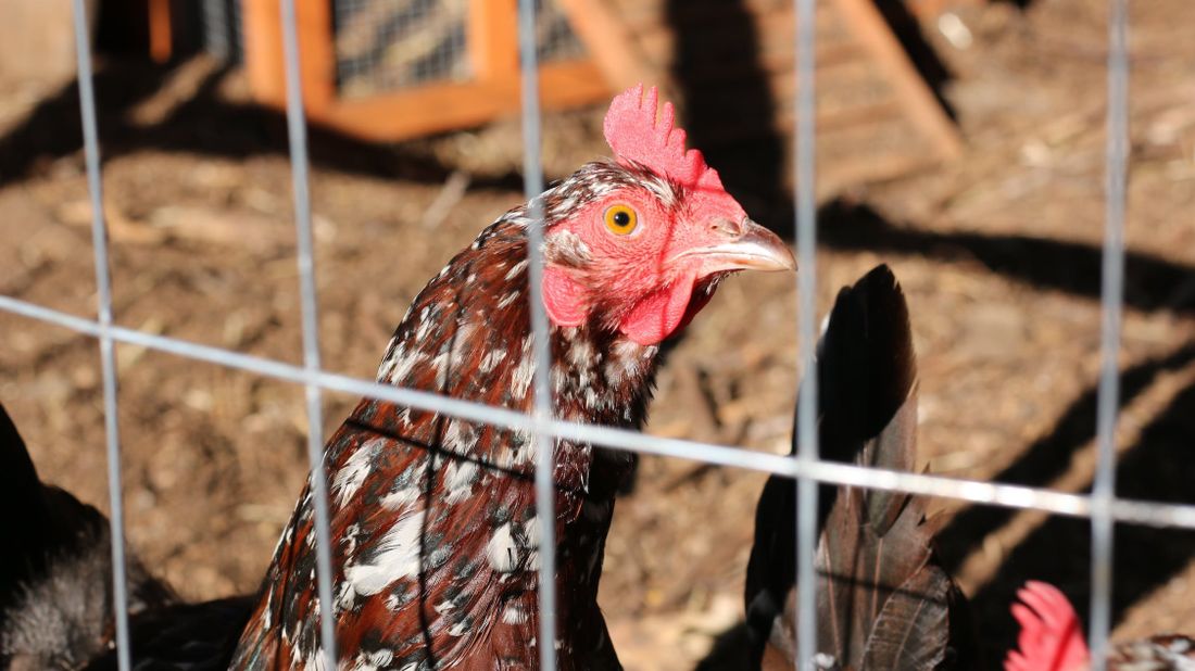 Volailles contaminées à la Listeria : rappel massif de poulets fermiers