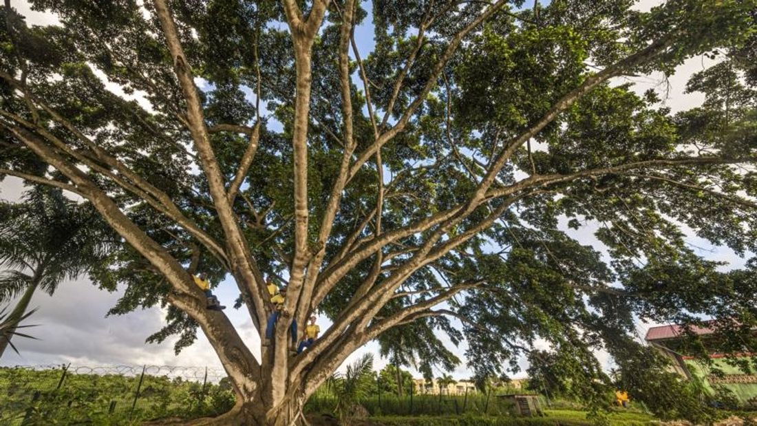 Le ficus de Guadeloupe figure parmi les favoris.