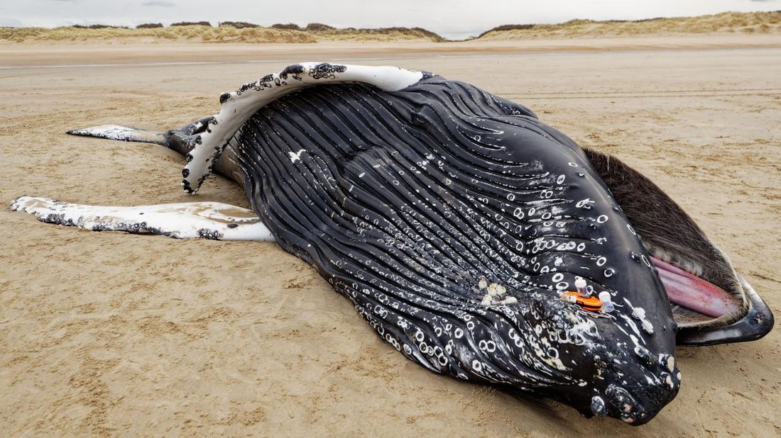 Une baleine échouée sur la plage de Calais