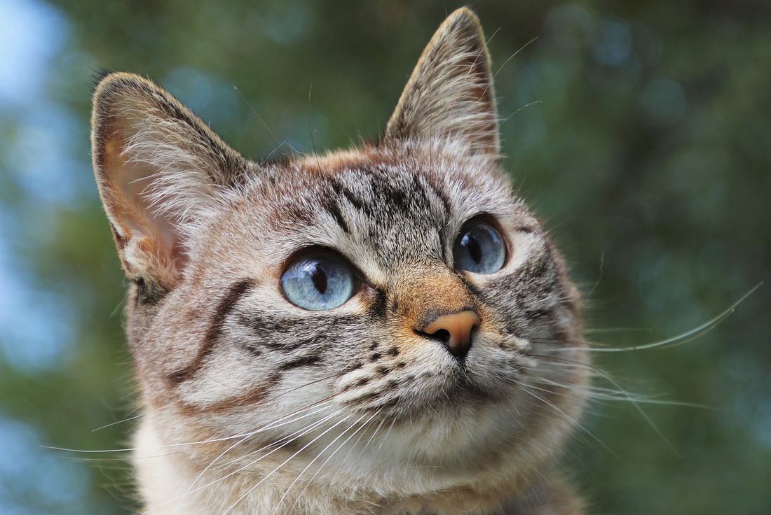 Votre chat comprend-il quand vous lui parlez avec une voix enfantine ? Voici la réponse