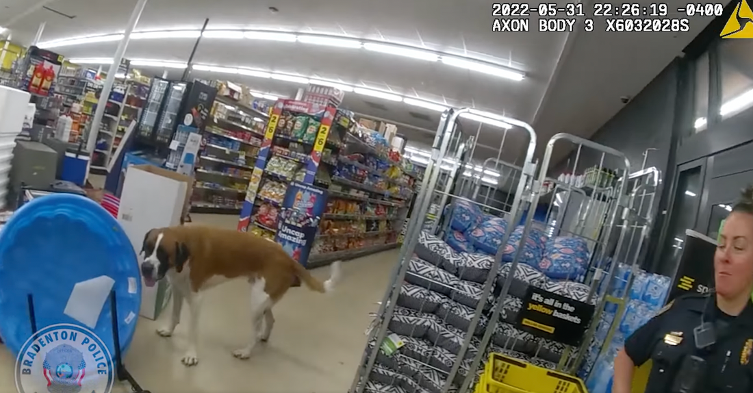 La police intervient pour déloger un chien têtu qui refuse de sortir d’un magasin (vidéo)