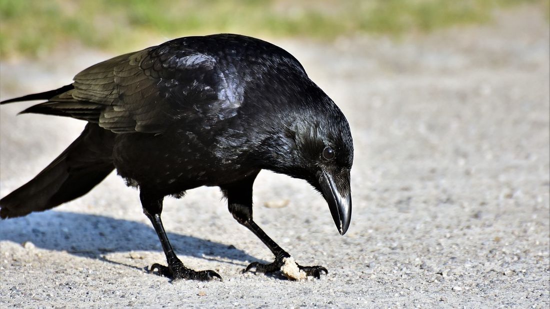 Corneille Corbeau