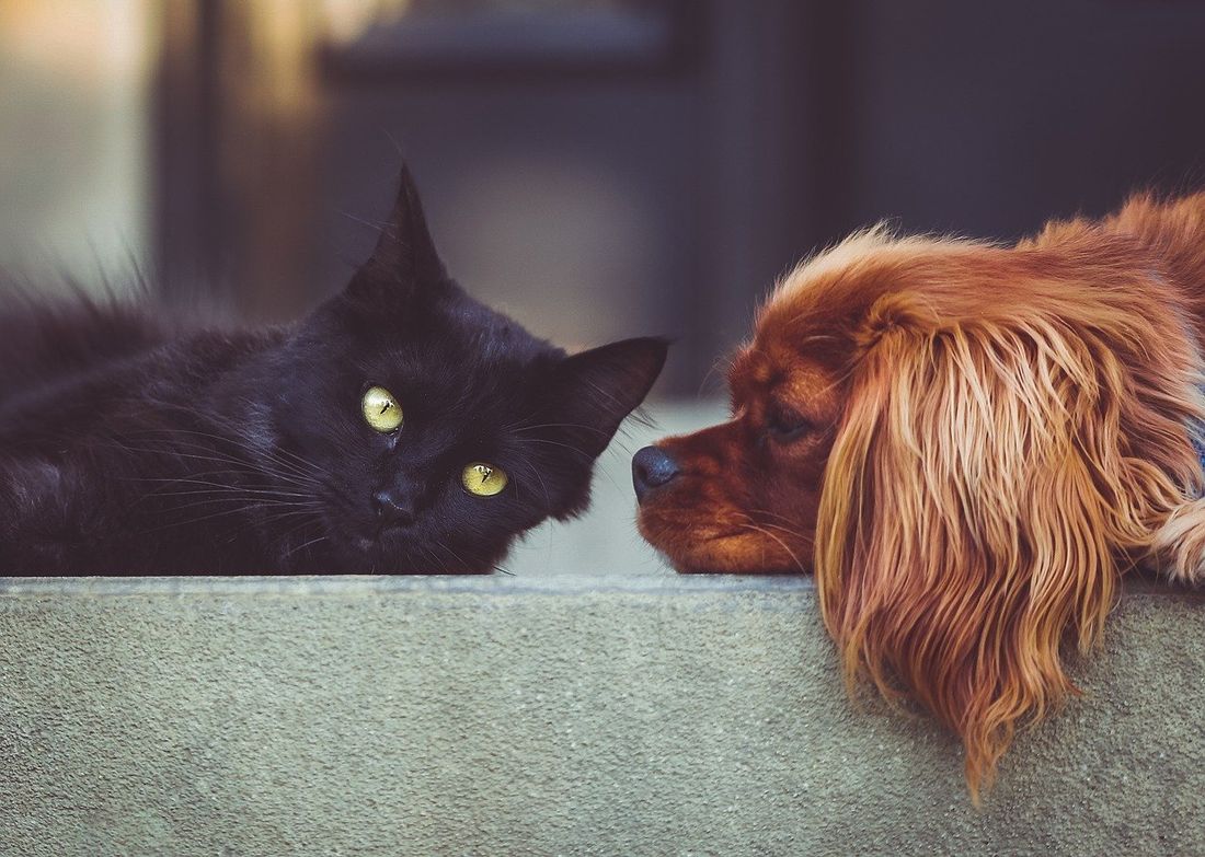 chien chat