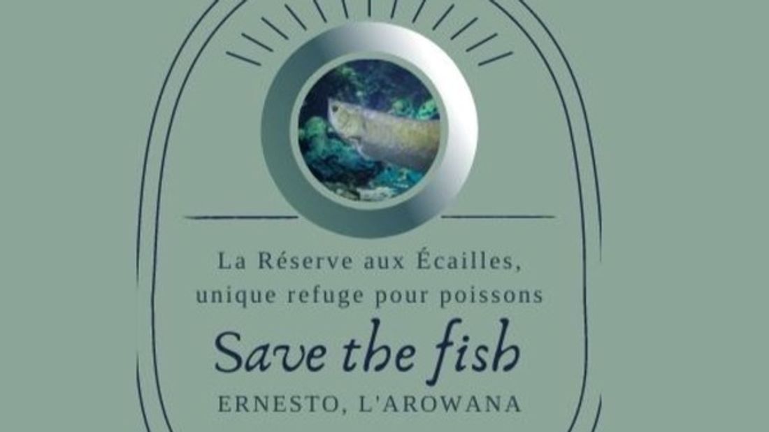 Ernesto l'arowana risque de devenir aveugle.