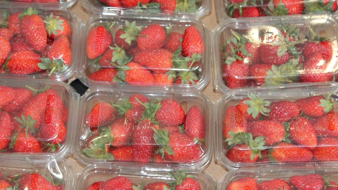 fraises en barquettes plastique
