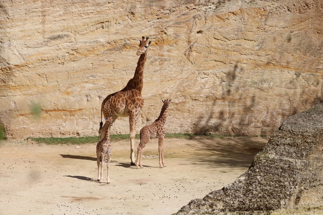 girafe