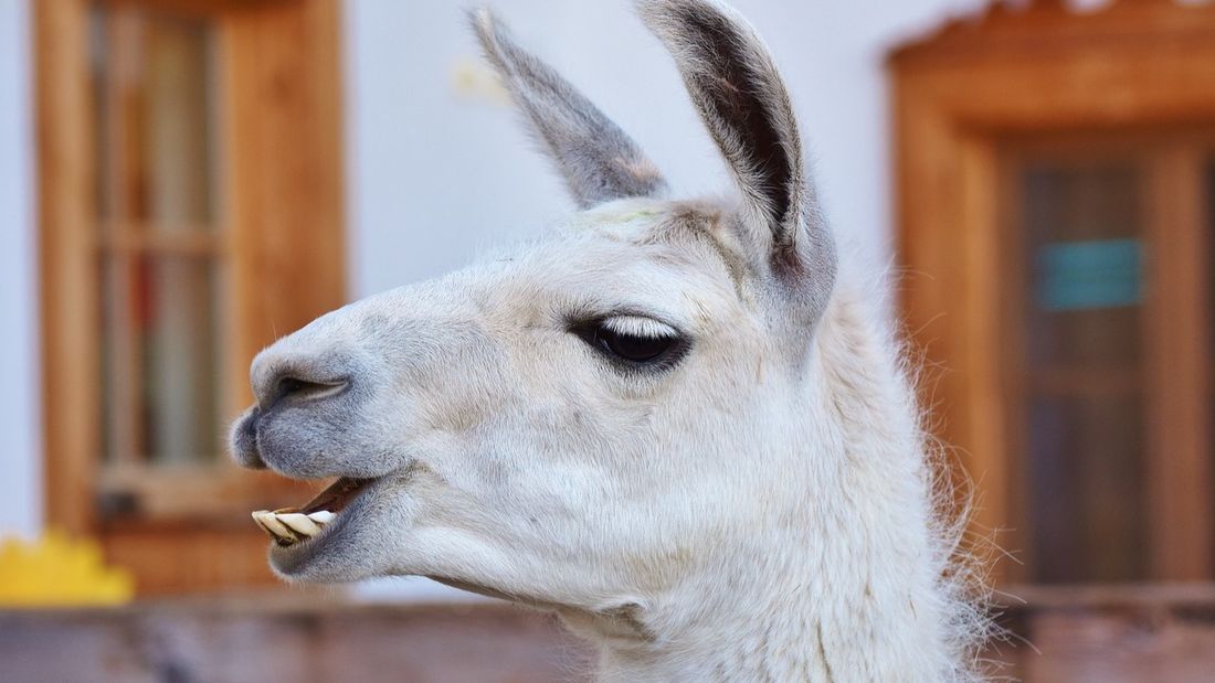 Lama