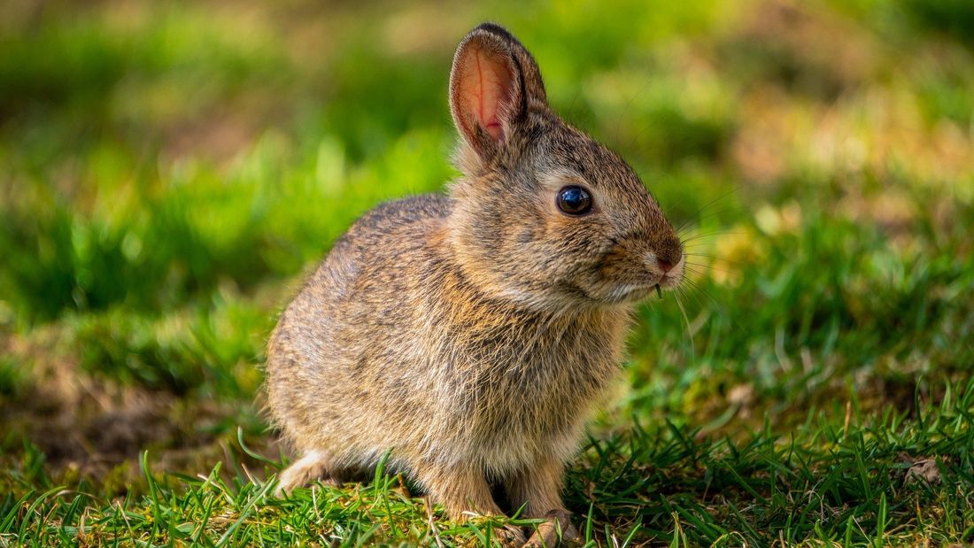 Les lapins installés aux Invalides ne pourront plus être tués !