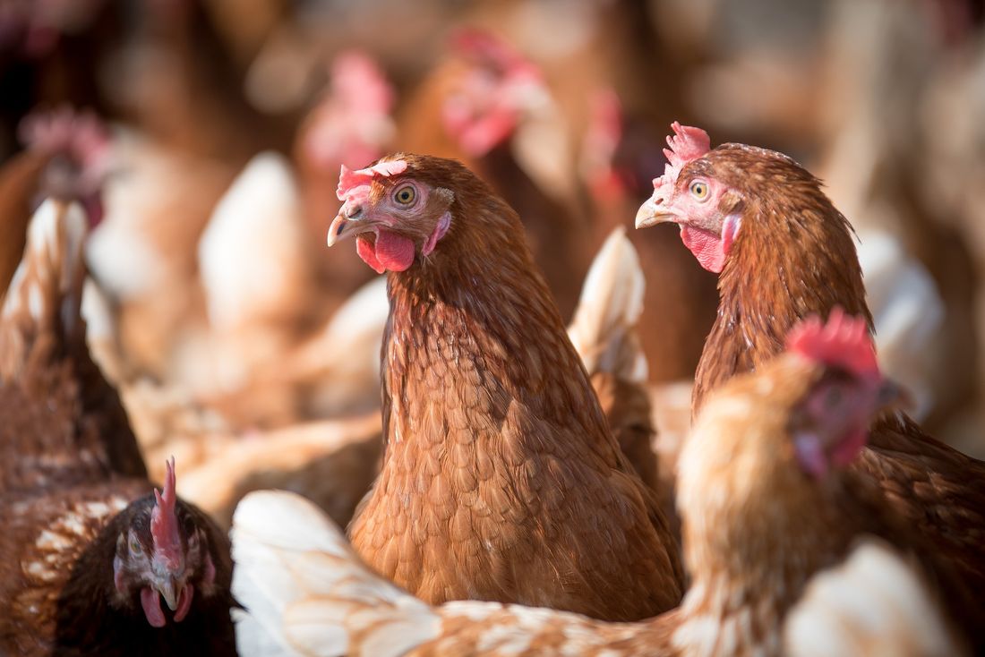 Poules