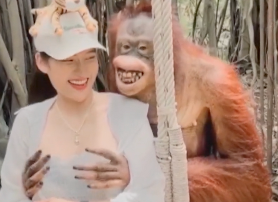 Une touriste amusée par les mains baladeuses d'un orang-outan (vidéo)