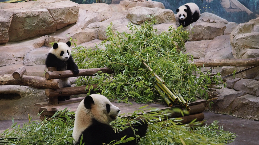 Les jumelles pandas du zoo de Beauval et leur mère.