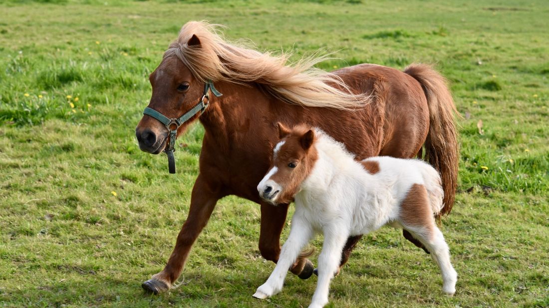 Paris : les balades à poney bientôt interdites au nom du bien-être animal ?