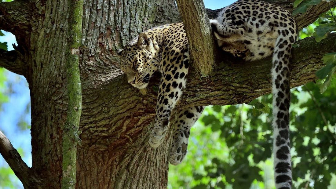 panthère sri lanka