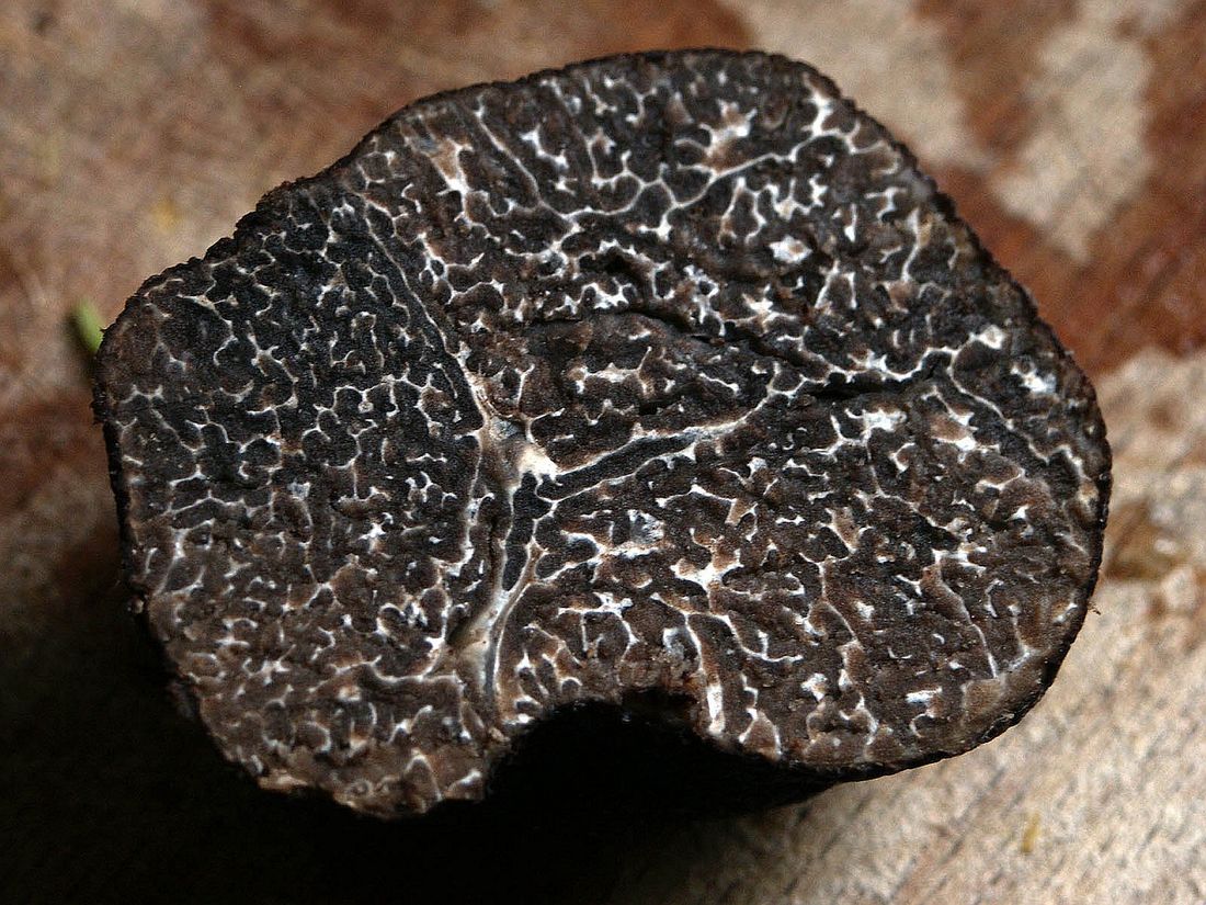 La truffe se vendait 500 euros le kilo l'an dernier.