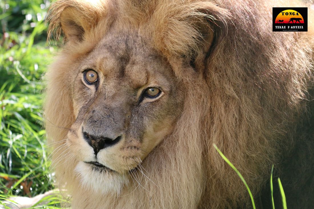 César le lion
