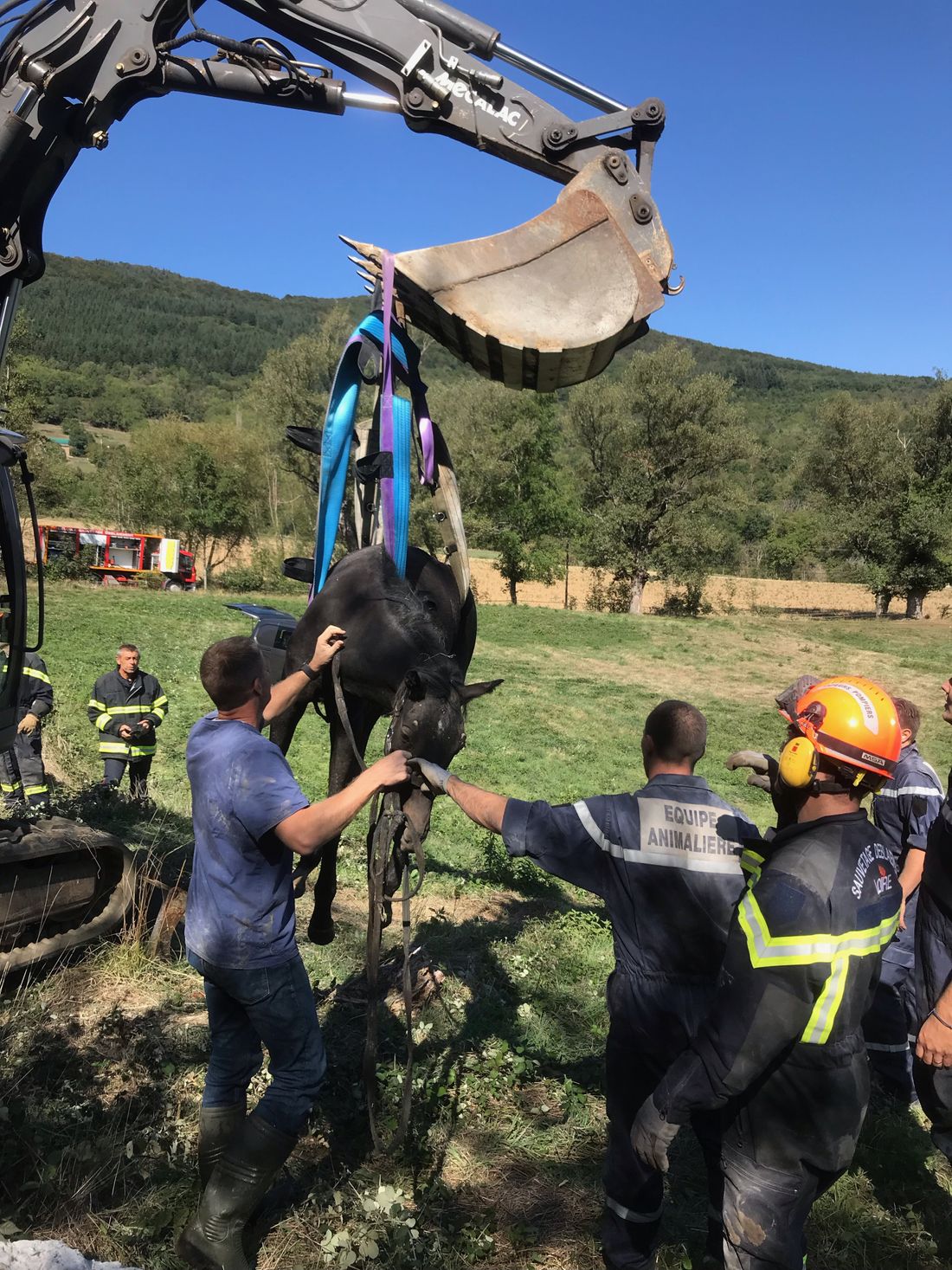 Le cheval sauvé