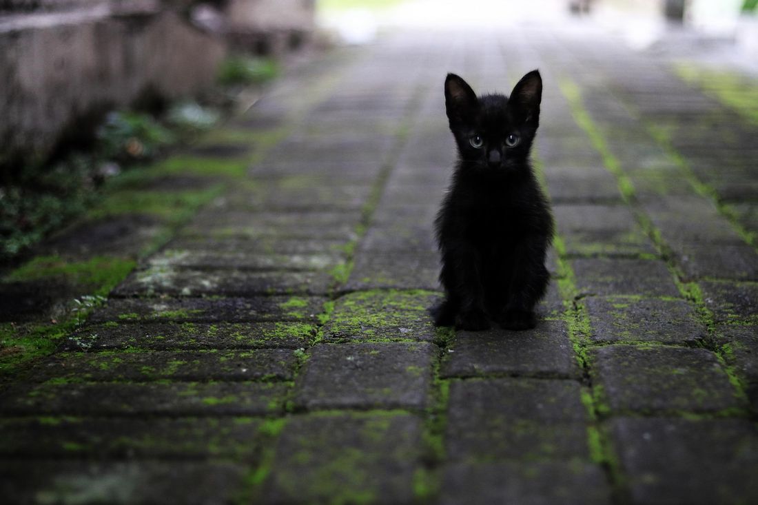 chat