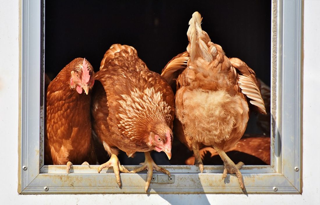 Poule