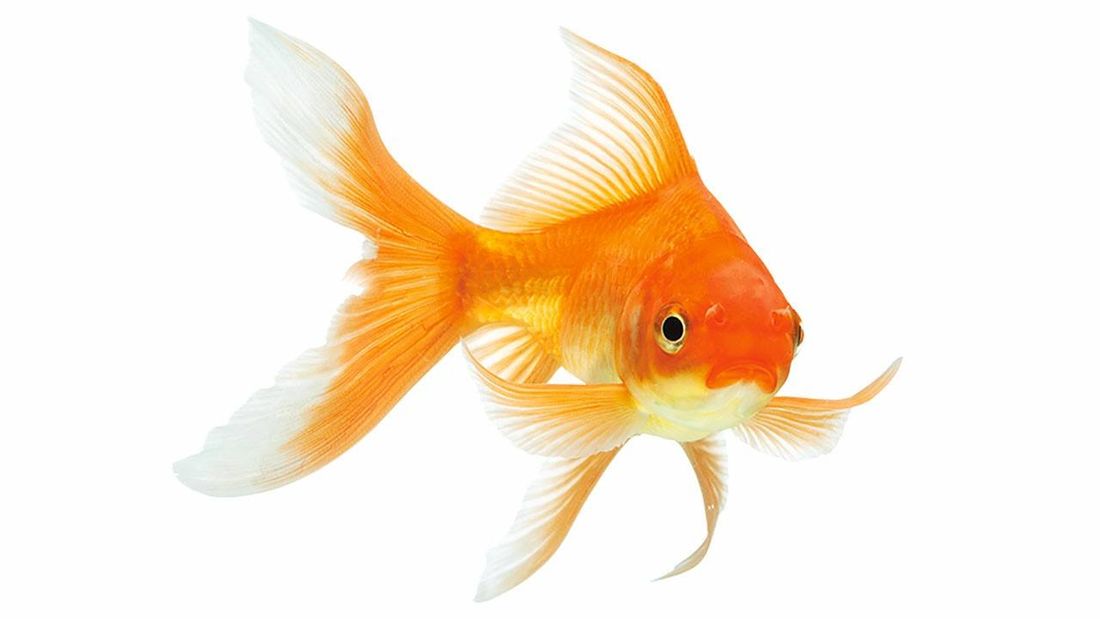 A Sélestat, des poissons rouges sont offerts comme lots dans une fête foraine