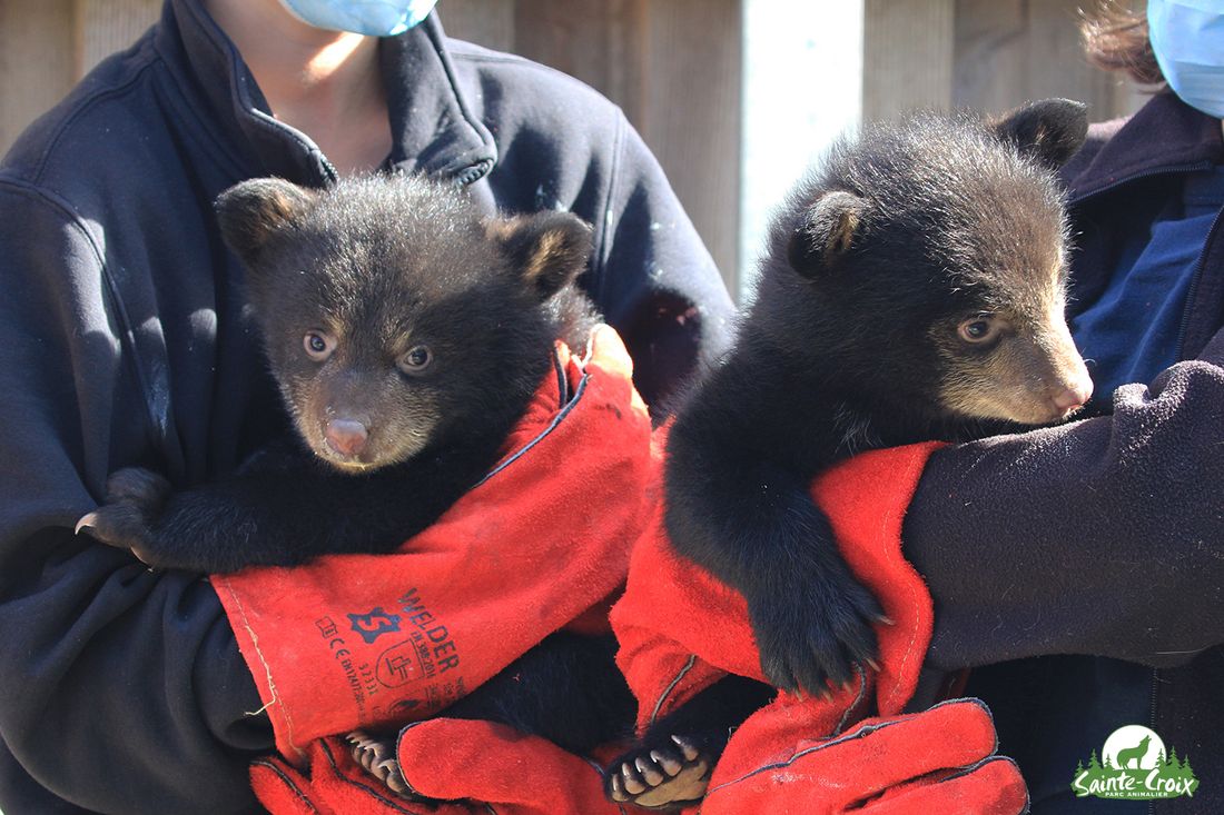 Deux oursonnes sont nées le 4 février 