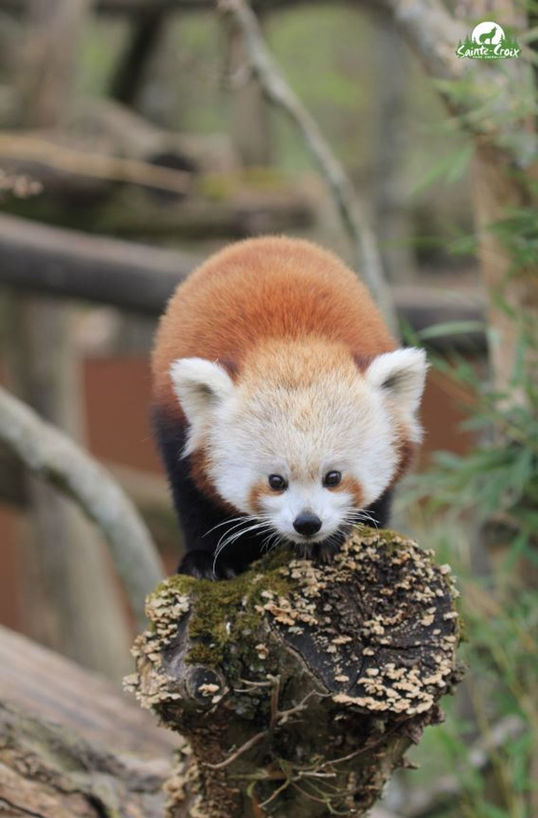 Zaya le panda roux