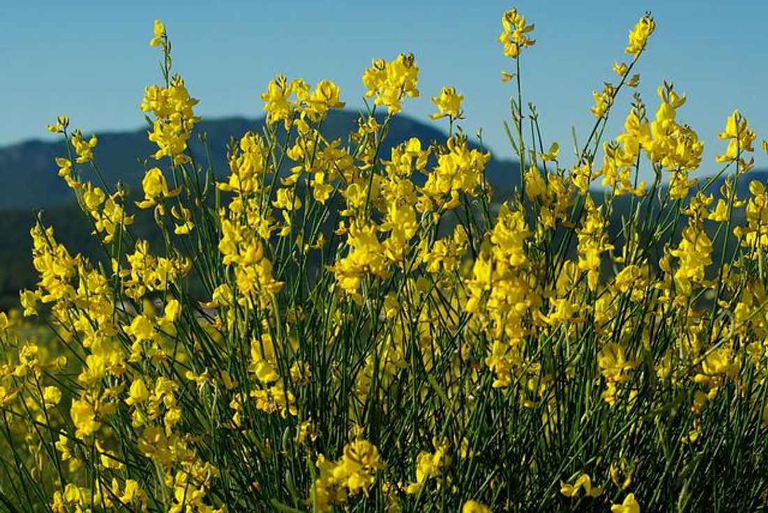 Garrigue