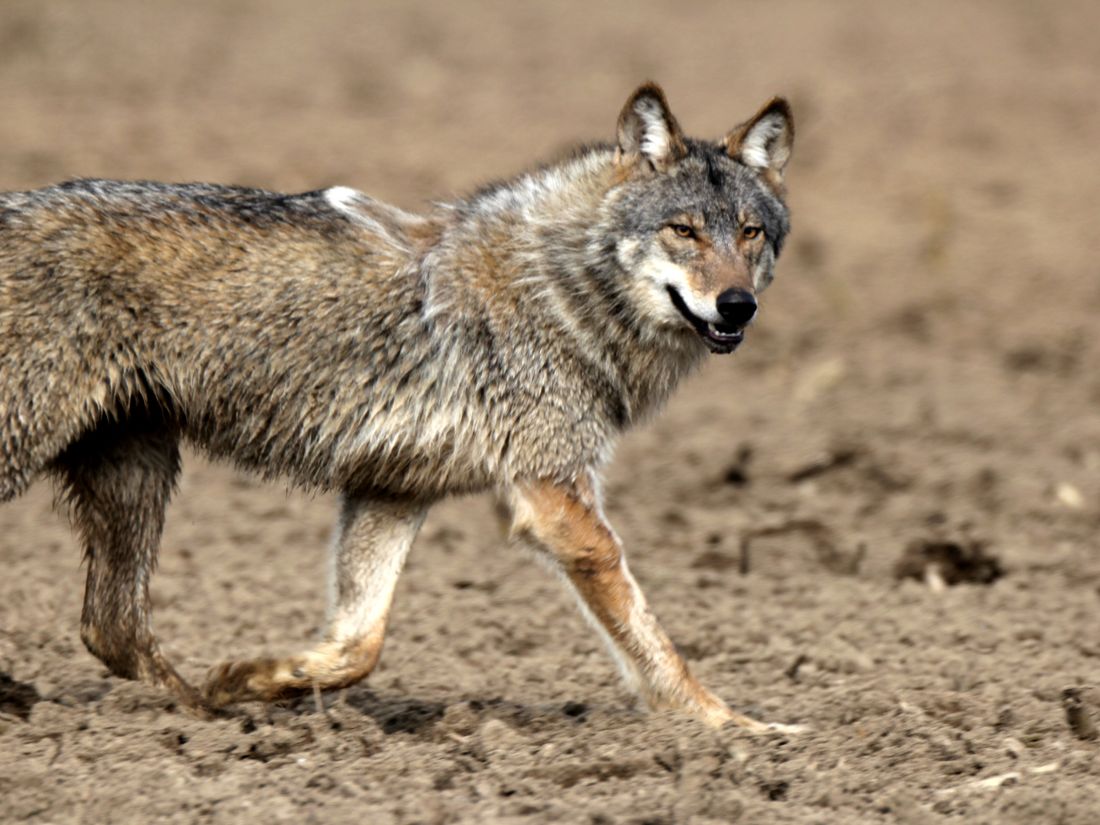 Le loup est de retour dans les Cévennes gardoises notamment.