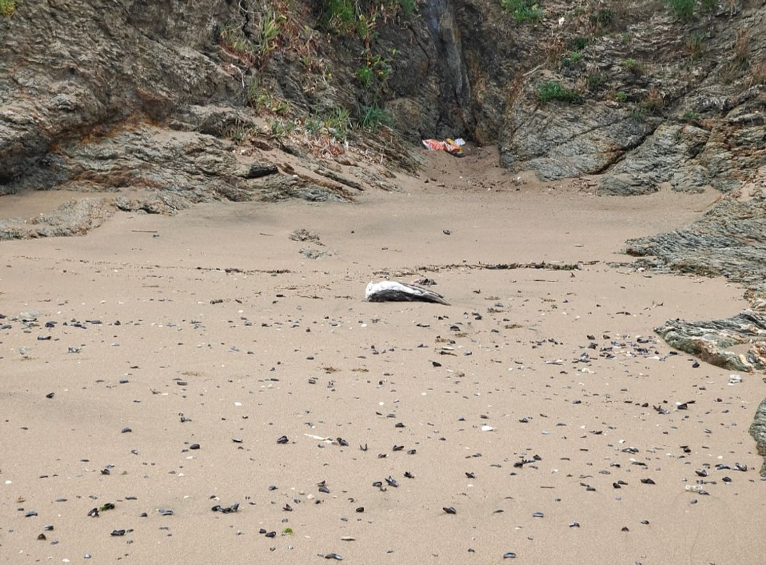 Un oiseau mort sur une plage, archives