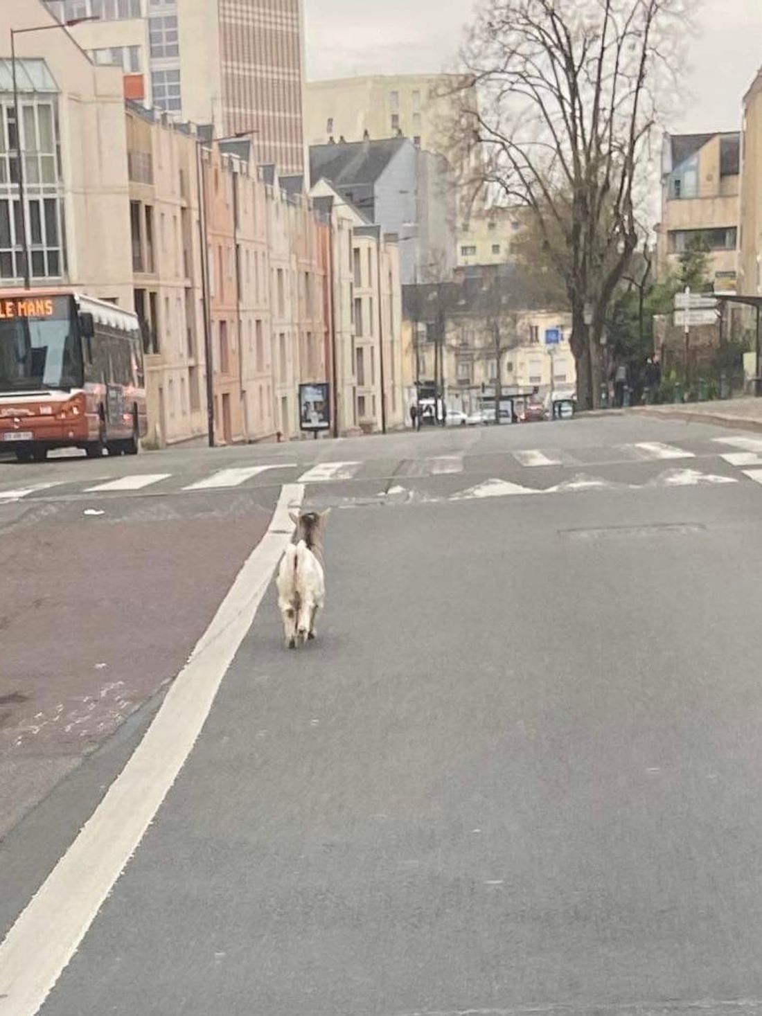 Une chèvre divague en centre-ville du Mans 