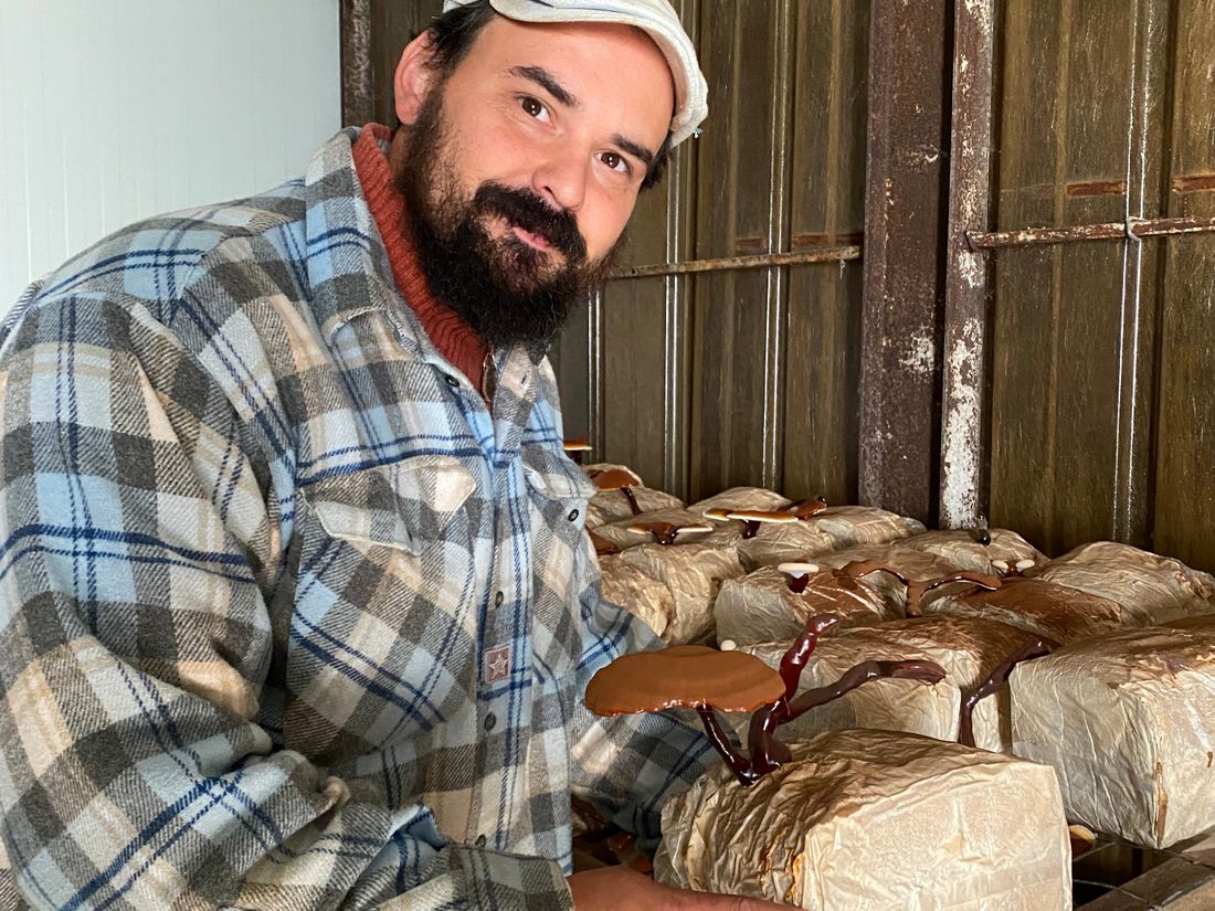 Javier Gorga cultive des champignons exotiques à Louviers