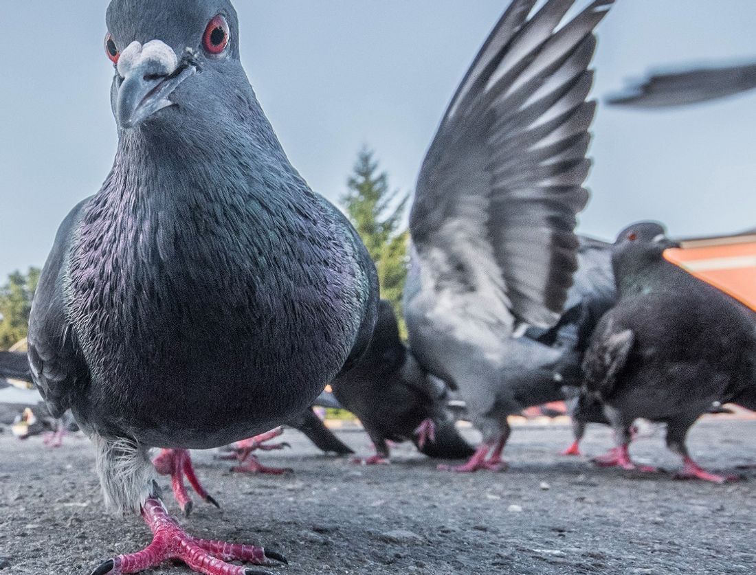 Au Neubourg, les pigeons prolifèrent