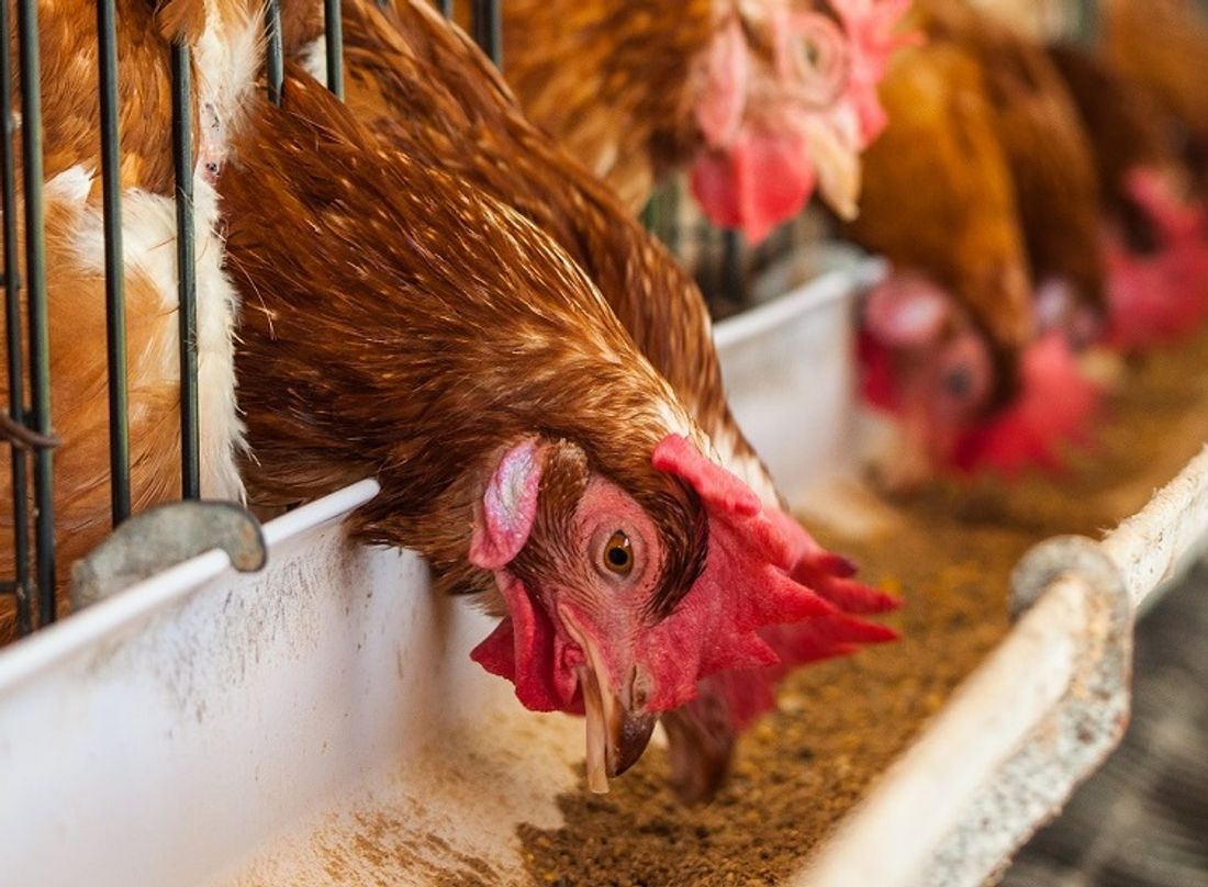 L'Influenza aviaire détectée dans un élevage d'Indre-et-Loire