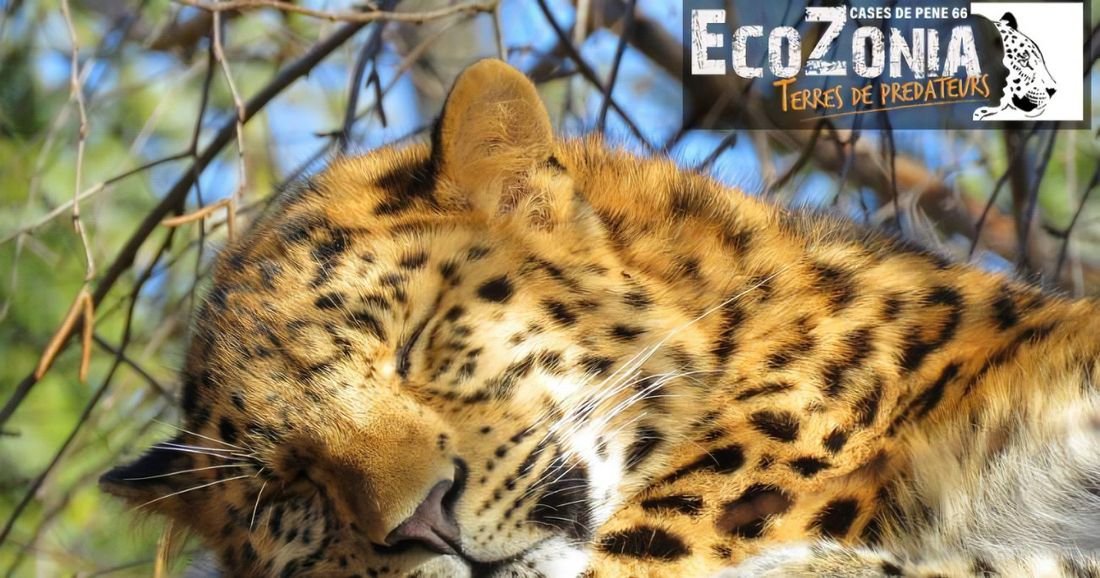 ecozonia