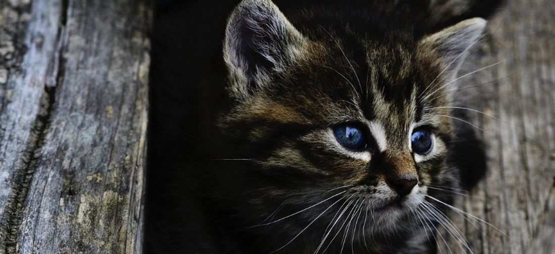Deux ados se filment en train d’enfermer un chaton dans un microondes