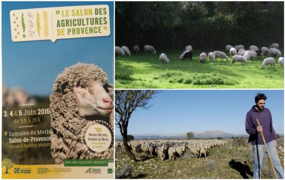 RADIO CAMARGUE